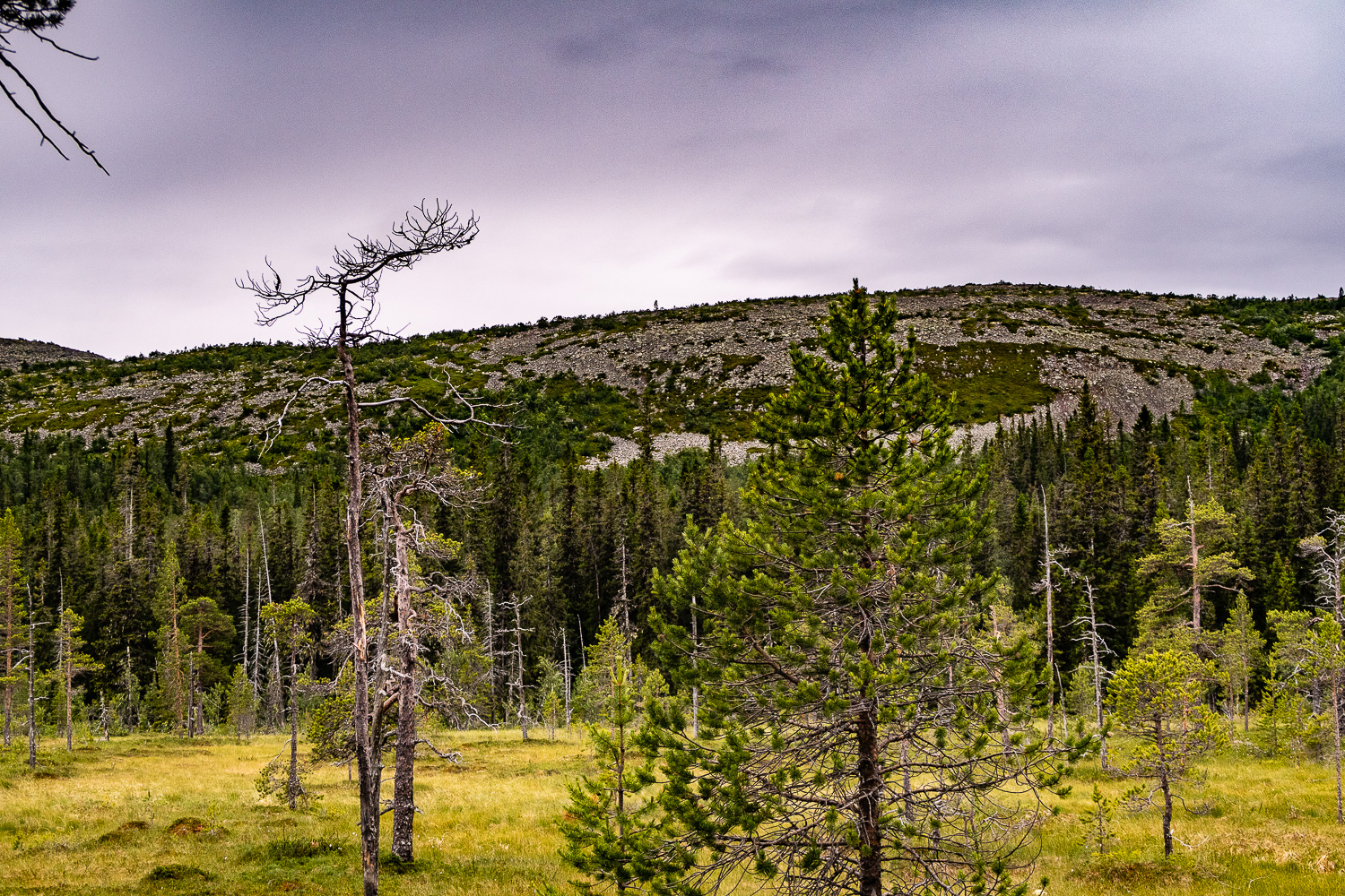 Fulufjällets nationalpark