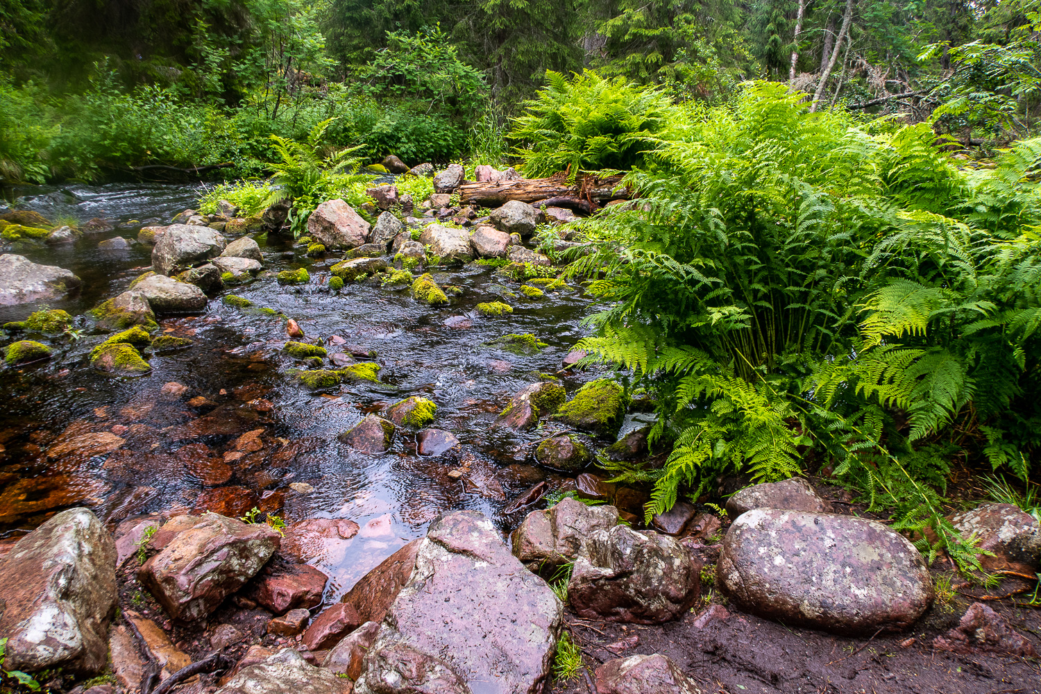 Ormbunkar vid bäck i Fulufjällets nationalpark