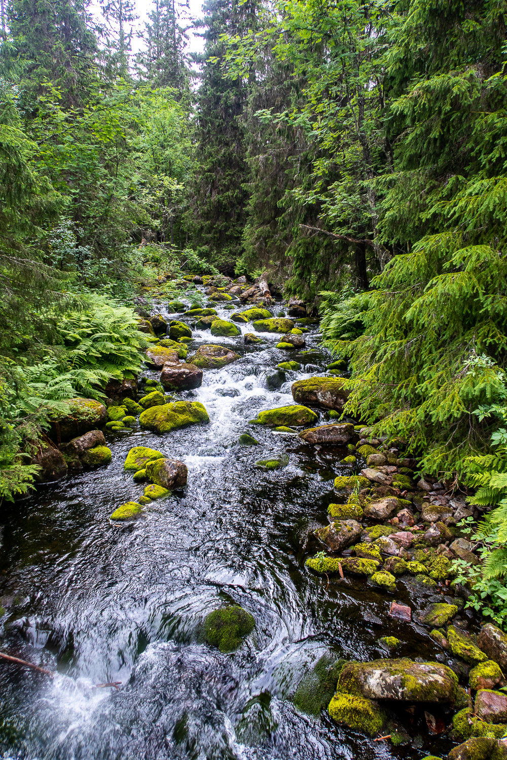 Bäck i skogen med mossiga stenar i Fulufjällets nationalpark