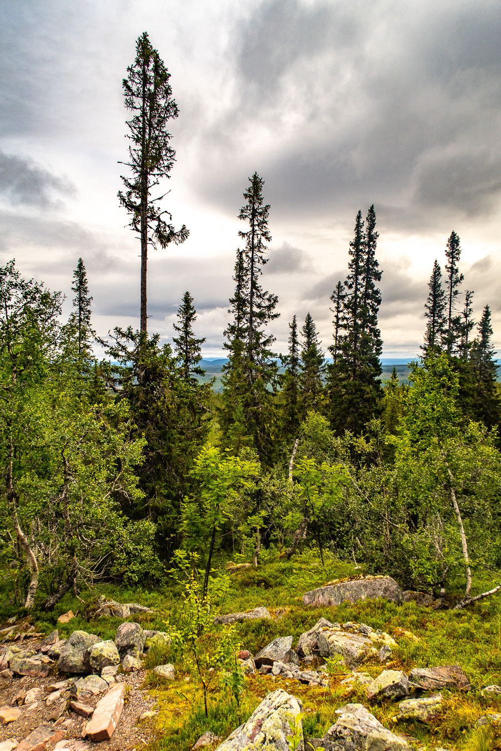 Granar och skog i Fulufjällets nationalpark