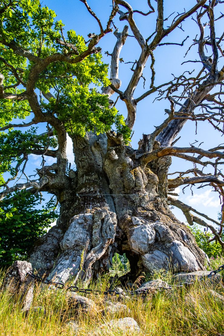 Kvilleken är äldsta trädet i Sverige