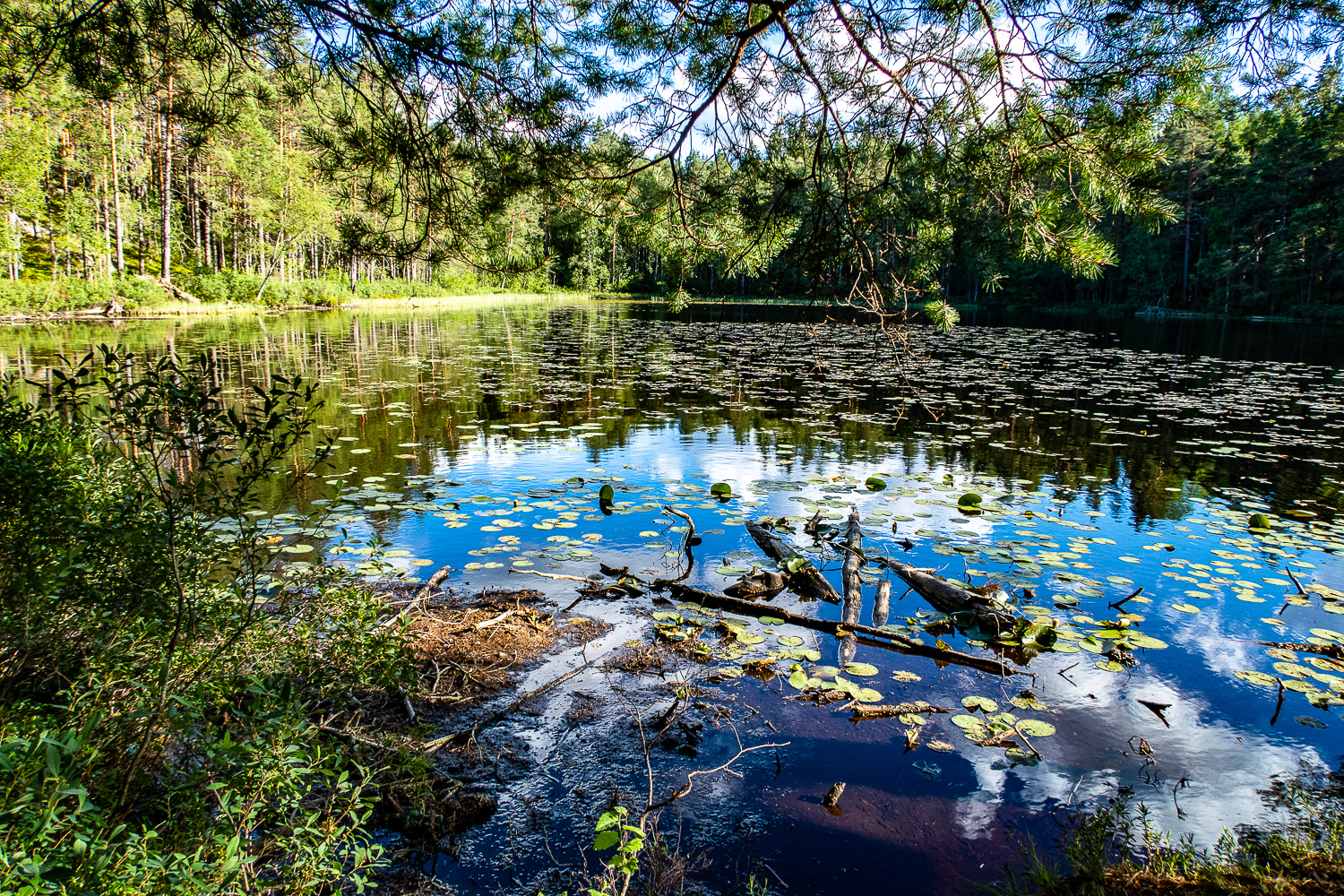 Lilla Idgölen i Norra Kvills nationalpark