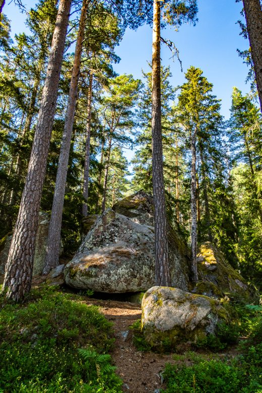 Skog och stora stenar i Norra Kvills nationalpark