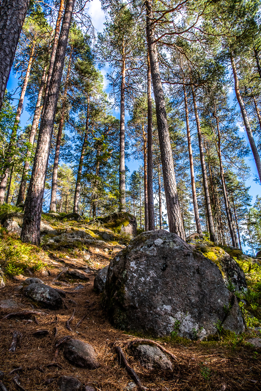 Brant stig uppåt i skog