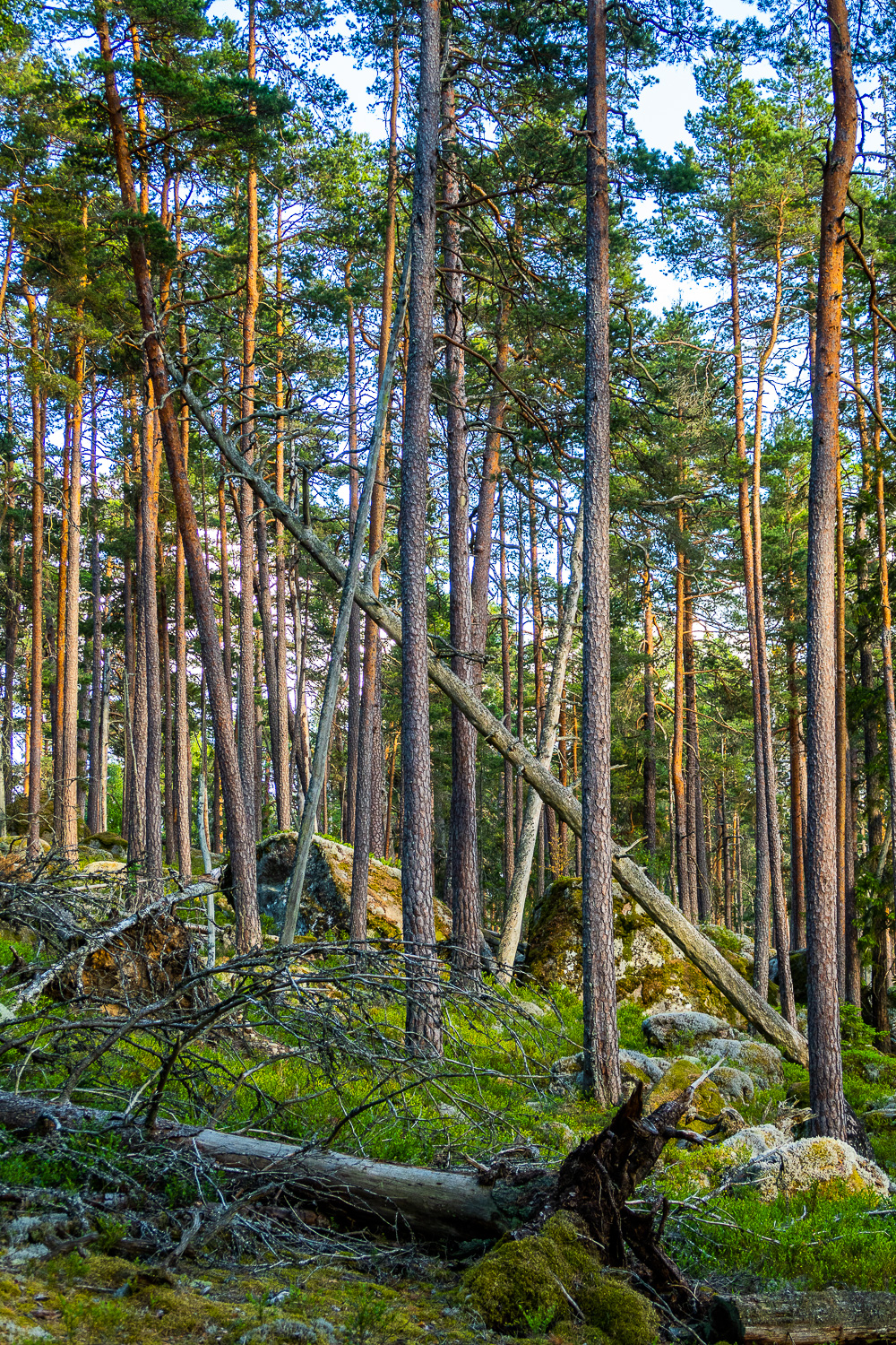 Träd både står och faller i fin skog