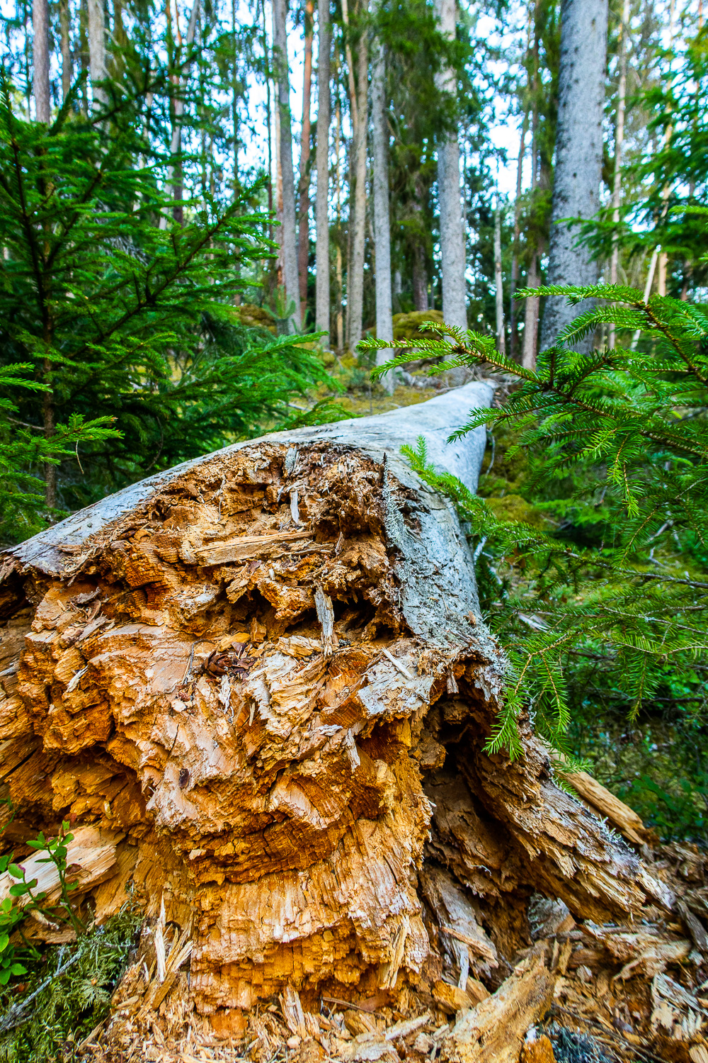 Fallet träd i grön skog