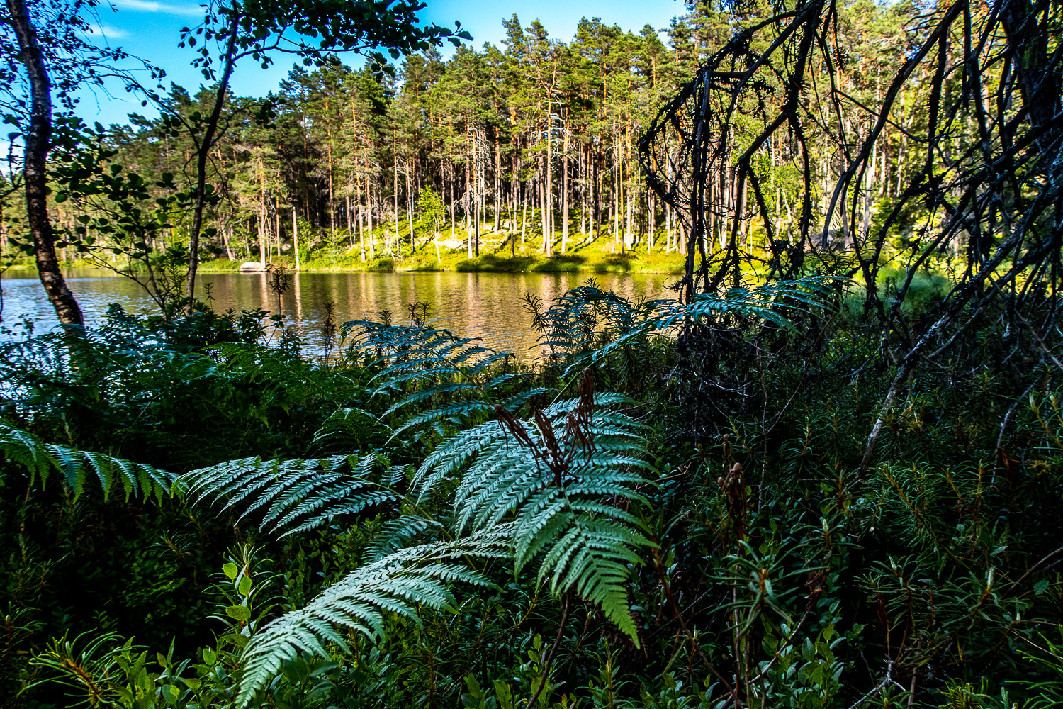 Stora Idgölen i Norra Kvills nationalpark