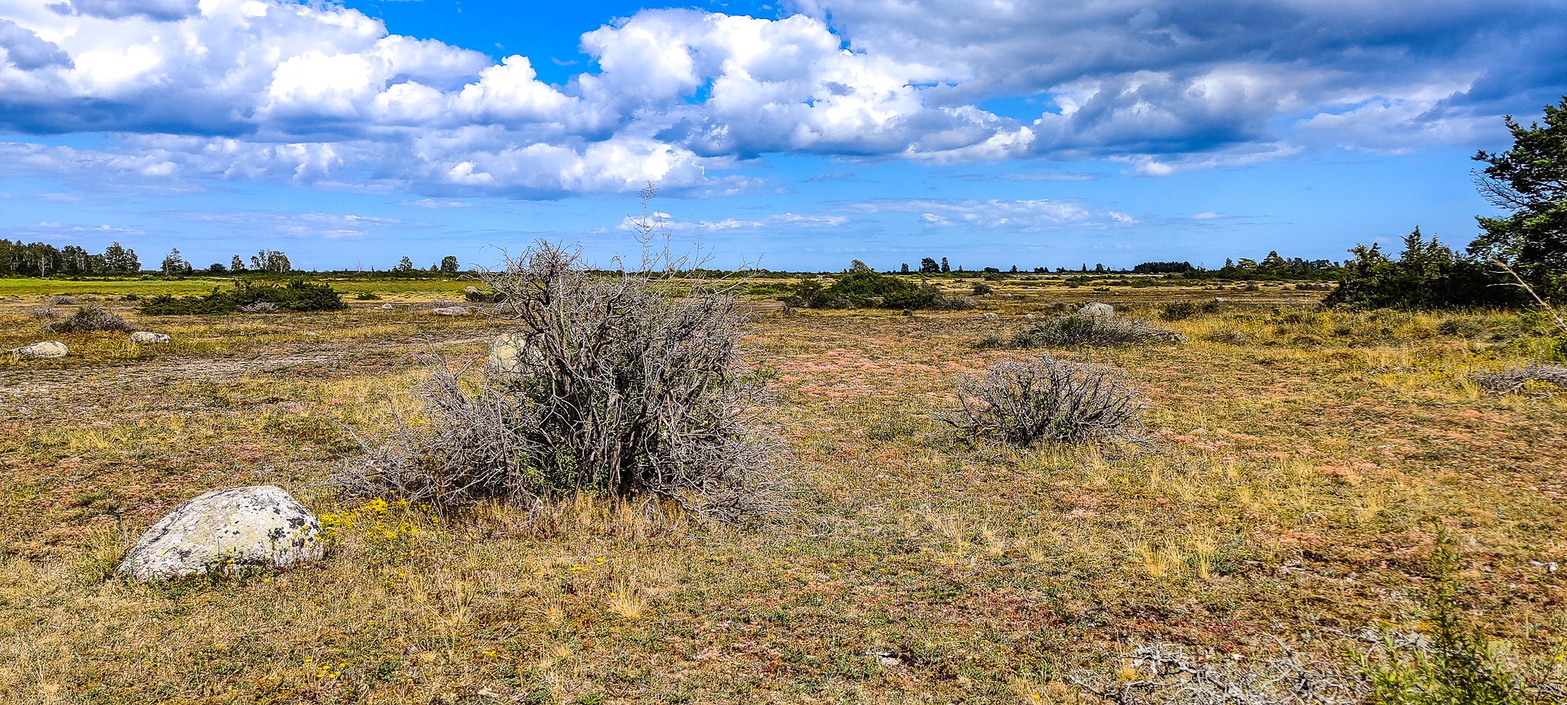 Torrt landskap på Alvaret på Öland