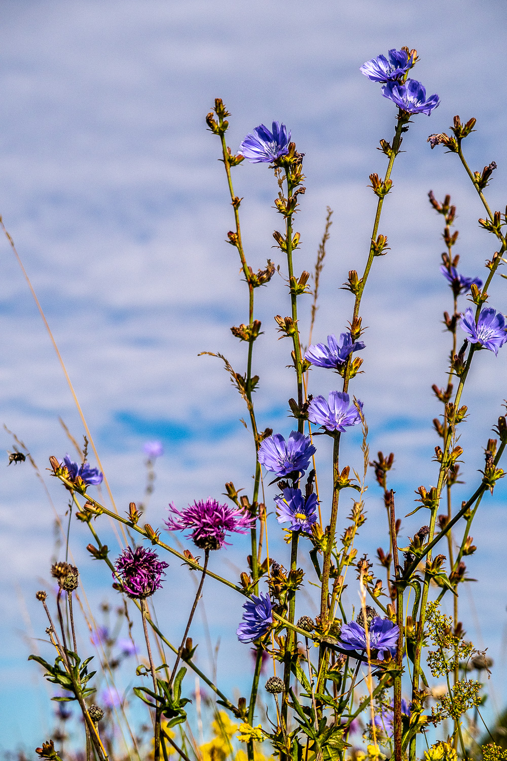 Fina blommor