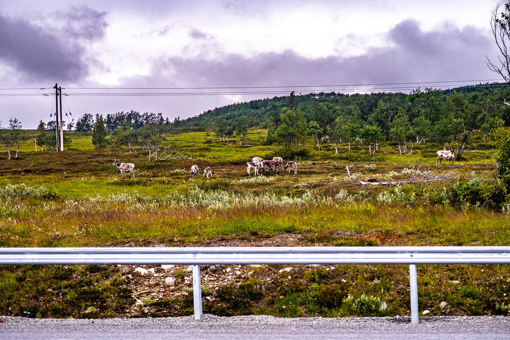 Renar på fjället