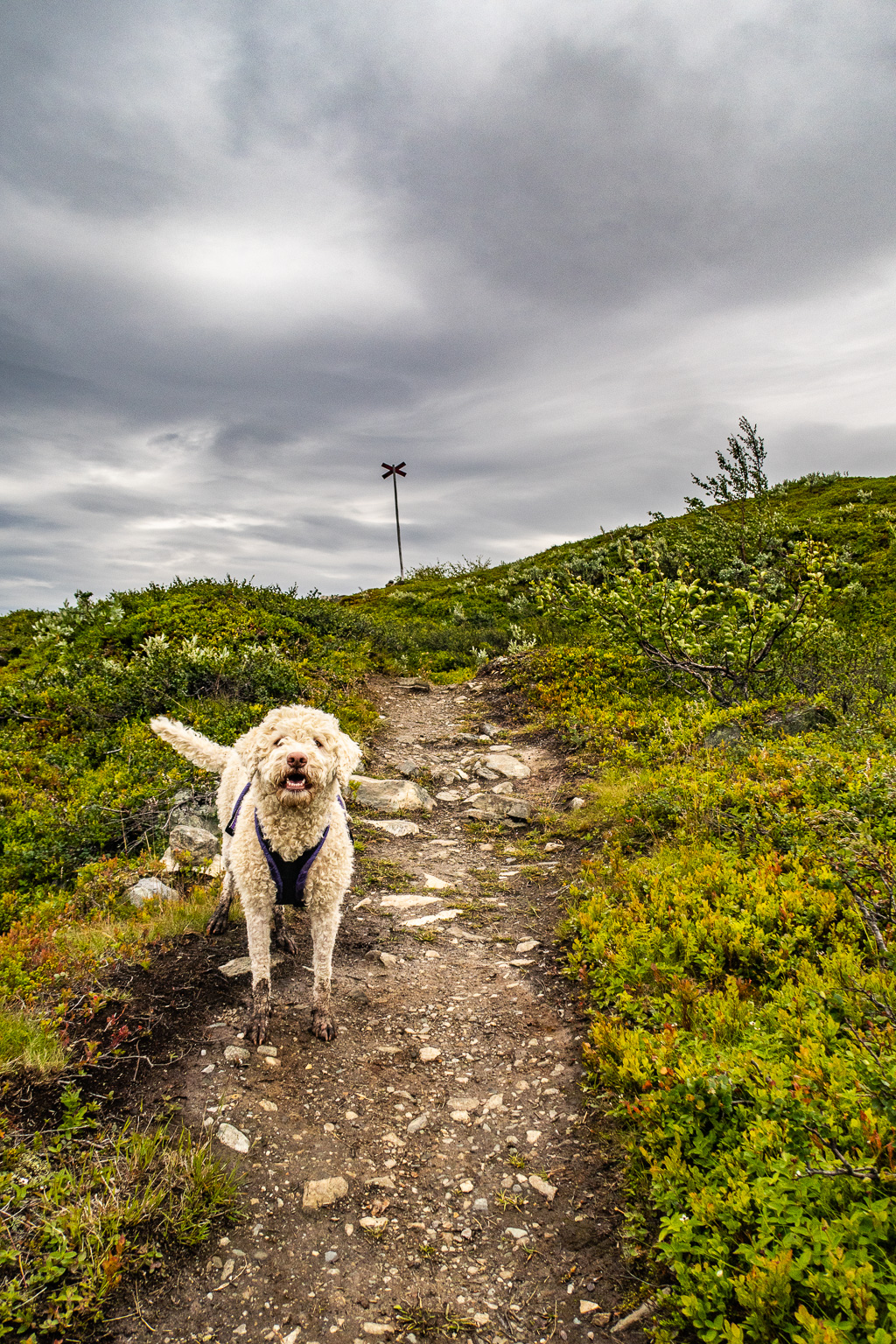 Lagotto-hund på fjället till och från Kratersjön i Björkliden