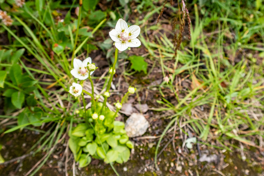 Slåtterblommor i fjällen