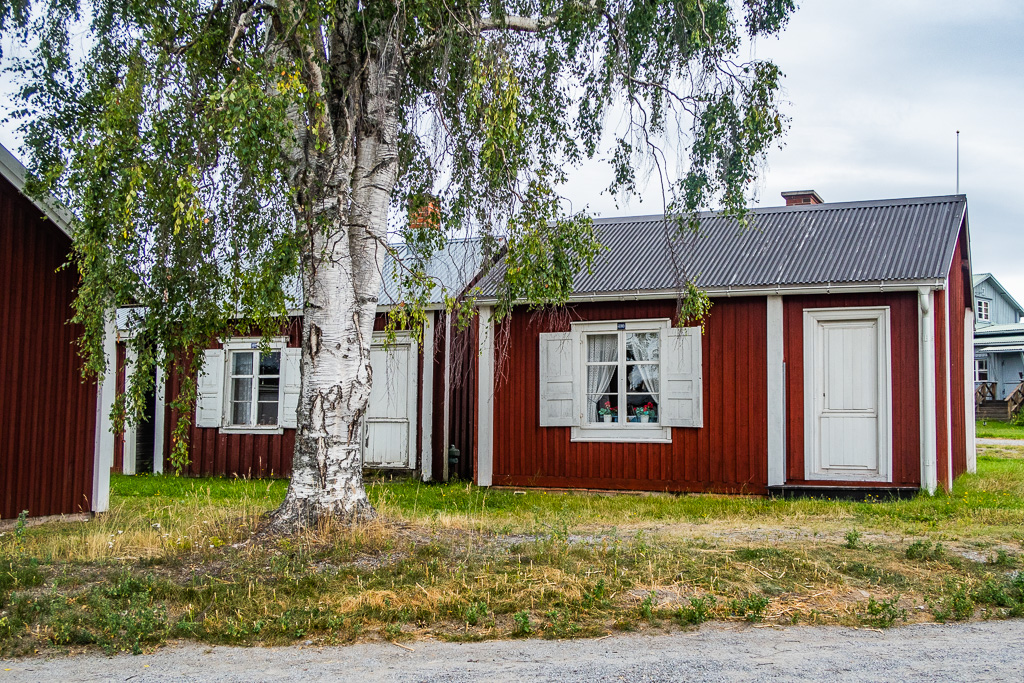 Björk framför röda små hus i Gammelstaden i Luleå