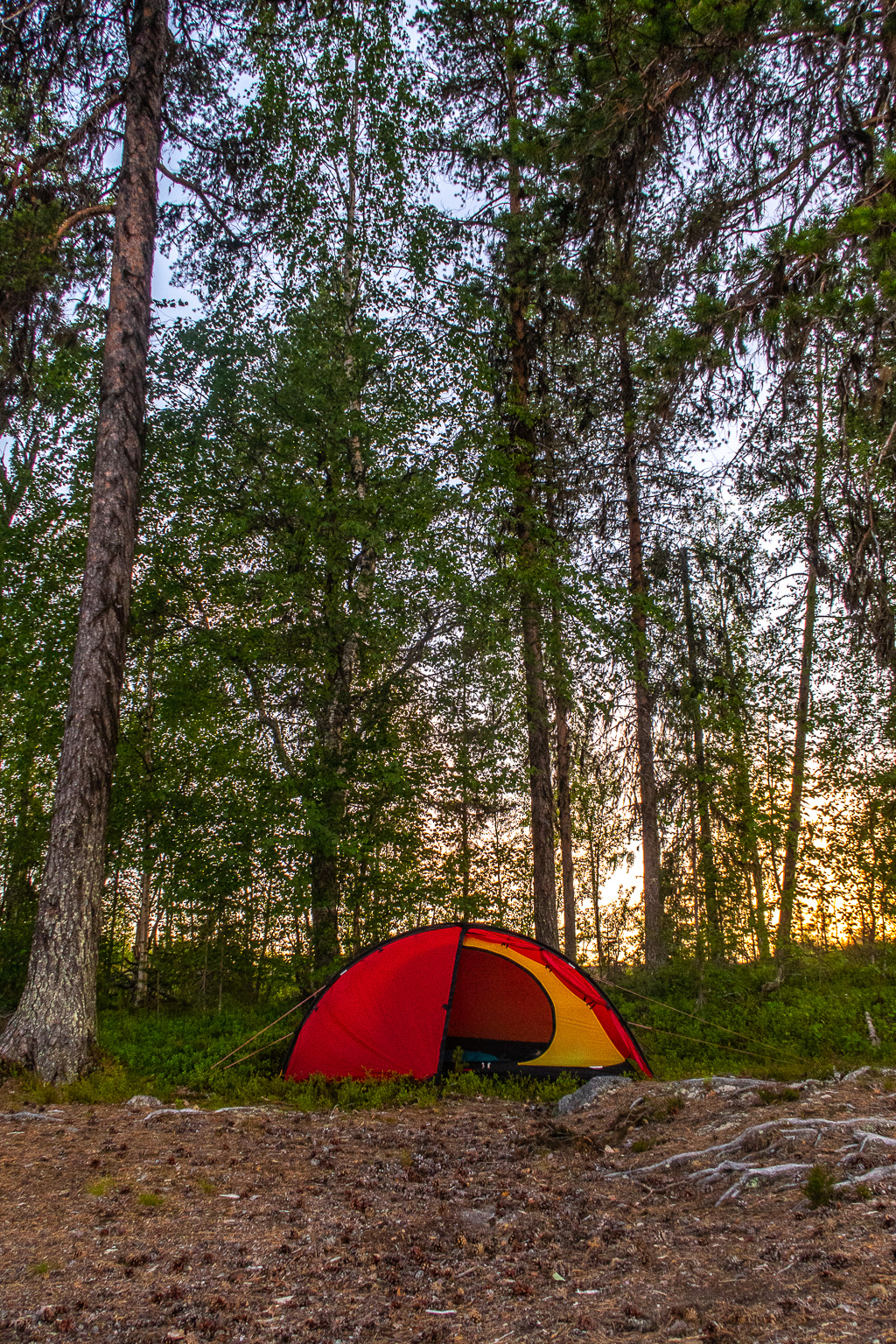 Tält Hilleberg Niak uppsatt på blåbärsris