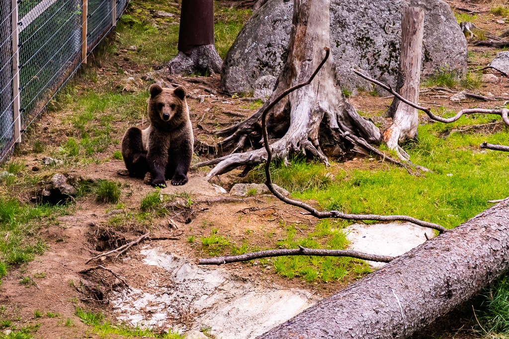 Björnhona på Järvzoo