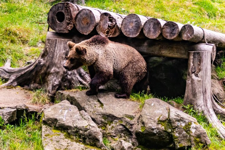 Björn vid litet hus i Järvzoo