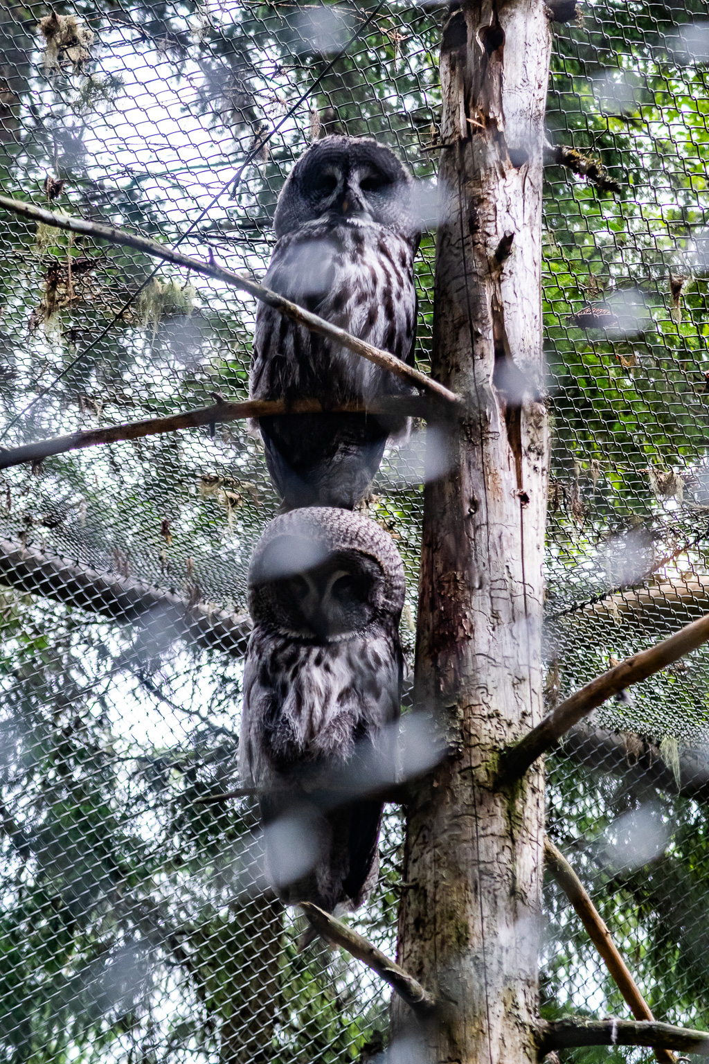 Två lappugglor på Järvzoo