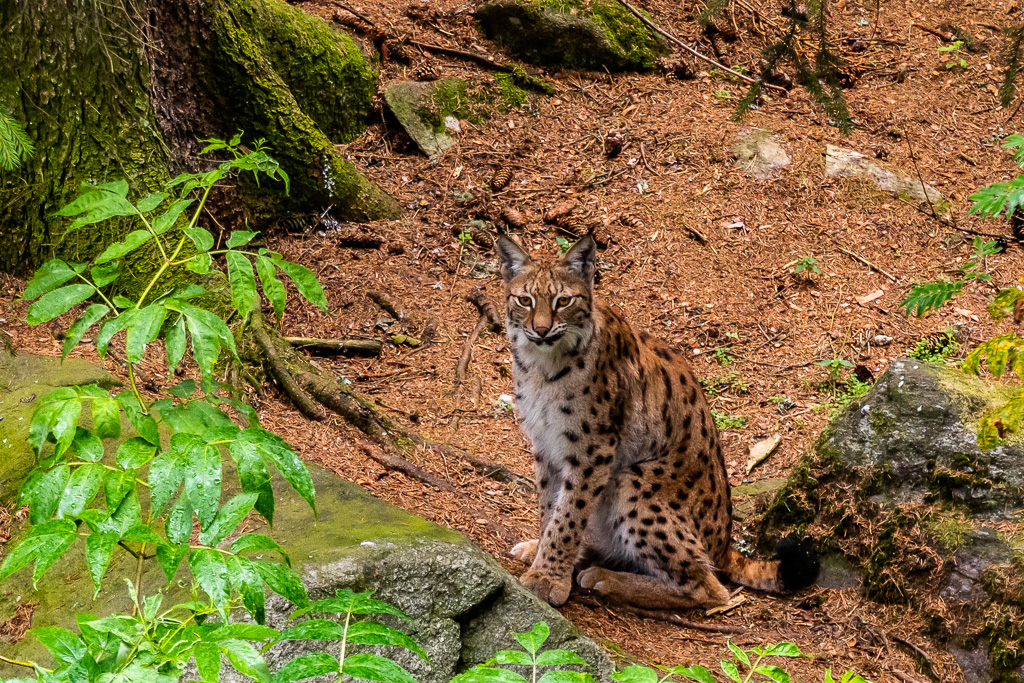 Lokatt sitter, Järvzoo