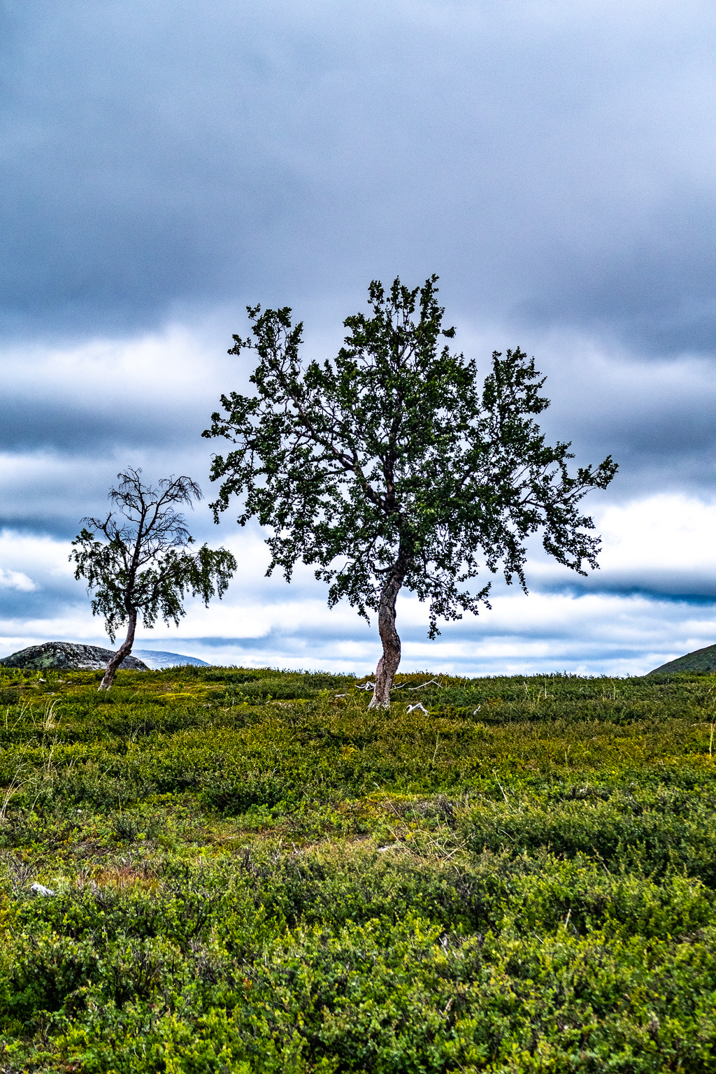 Enskilda träd på fjället vid vandring till Tjåkkelestugorna