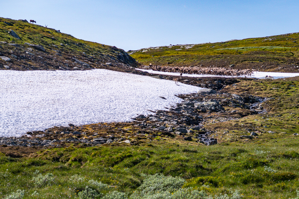 Renflock svalkar sig på snölega i sommarsolen