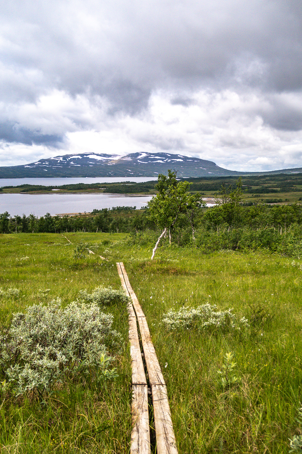 Fin utsikt över fjällskog en molnig dag