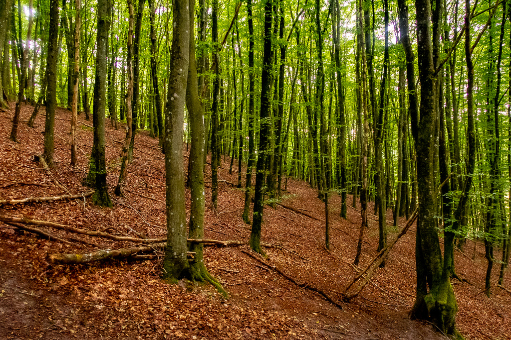 Bokskog med kraftig lutning längs Backaleden