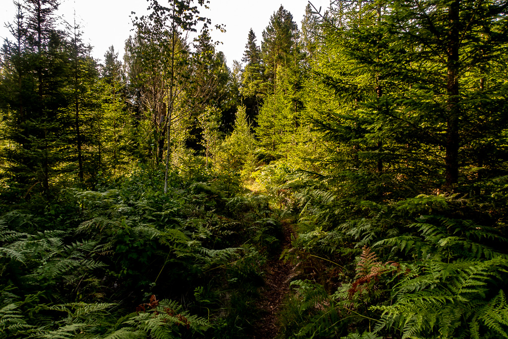 Tät skog täcker vandringsstig