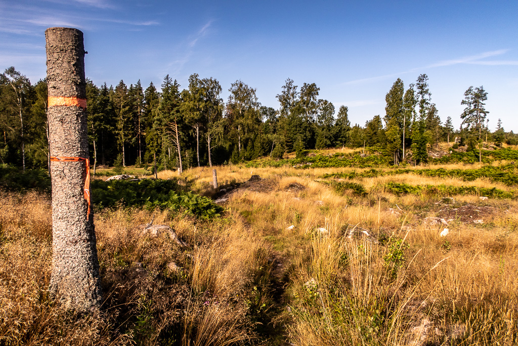 Kalhygge längs Sörmlandsleden