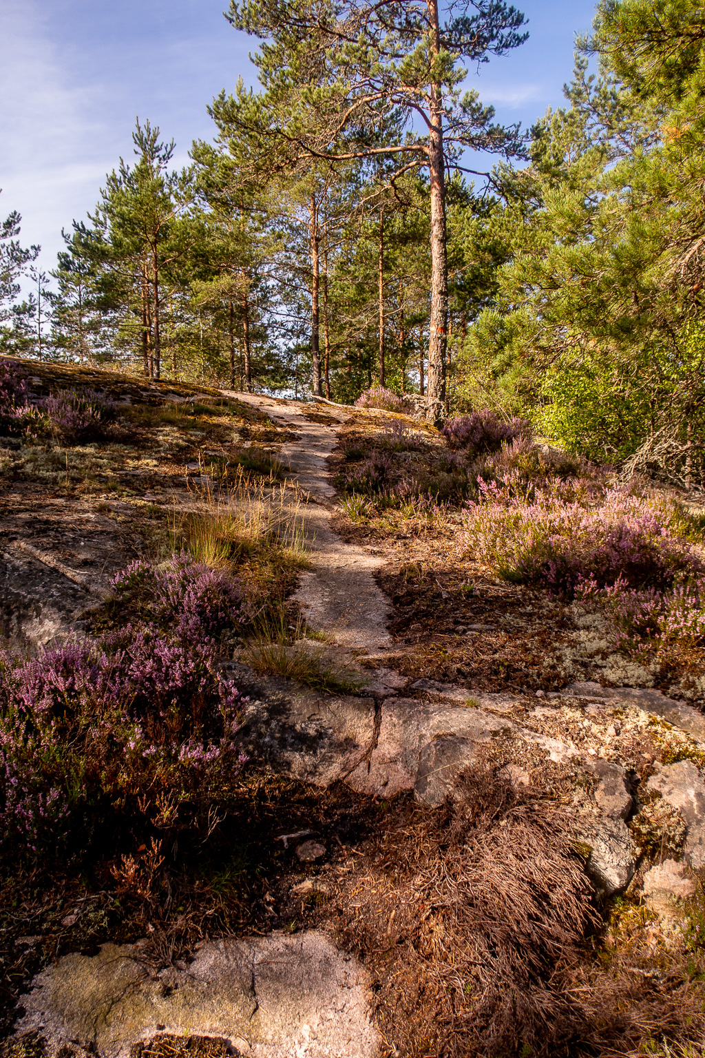 Stig över stenhällar i tallskog