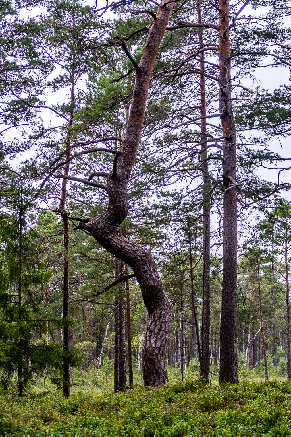 Dansande tall i Store Mosse nationalpark