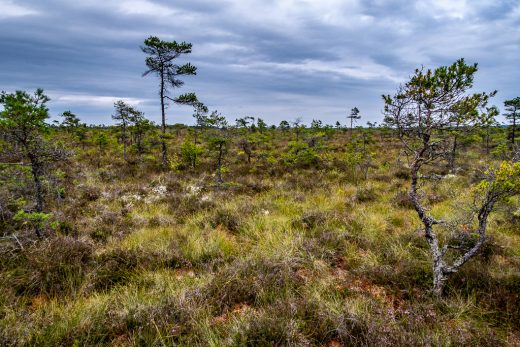 Utsikt över Store Mosse nationalpark