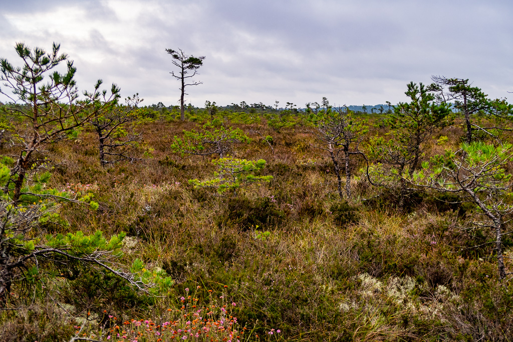 Mossen i Store Mosse nationalpark