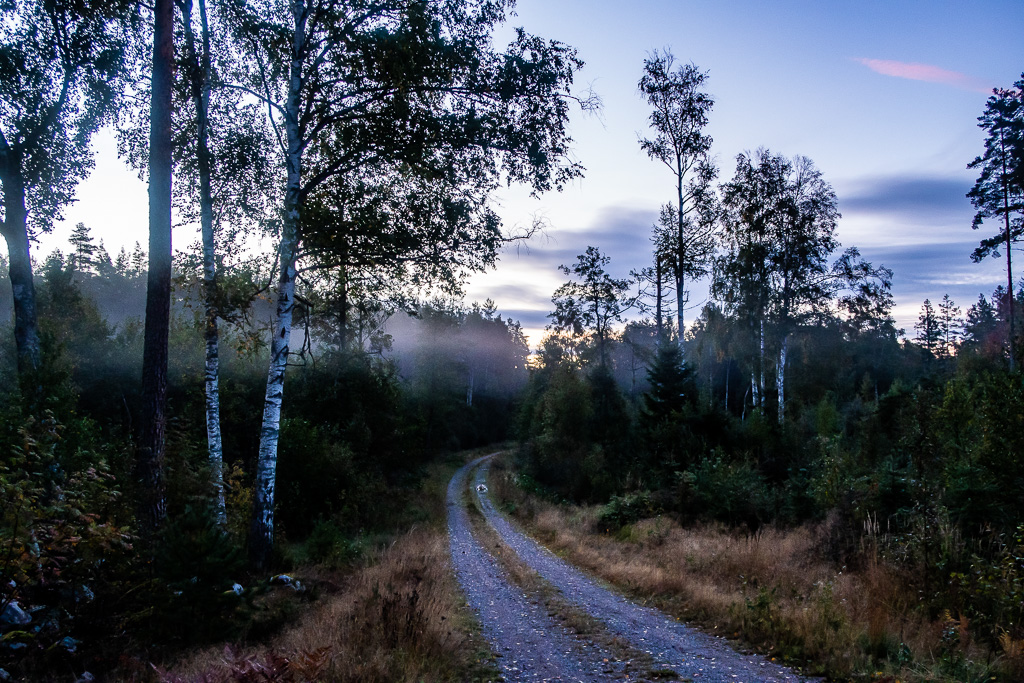 Grusväg i morgonljus