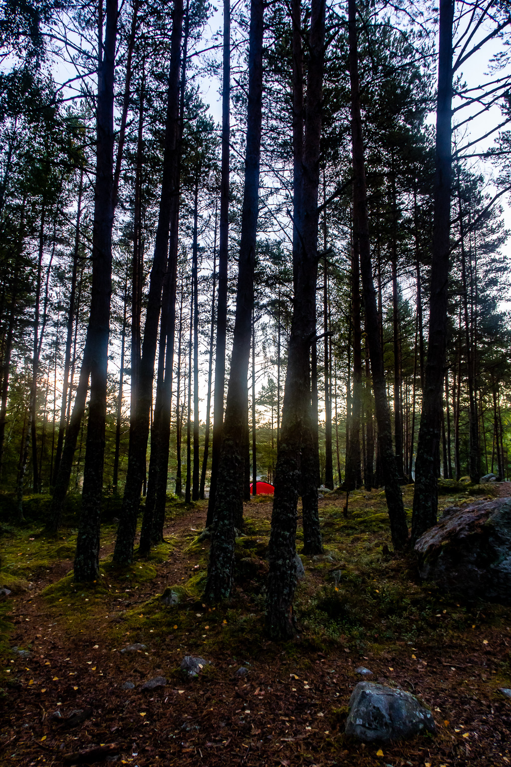 Rött tält skymtar mellan trädstammar i gryningen