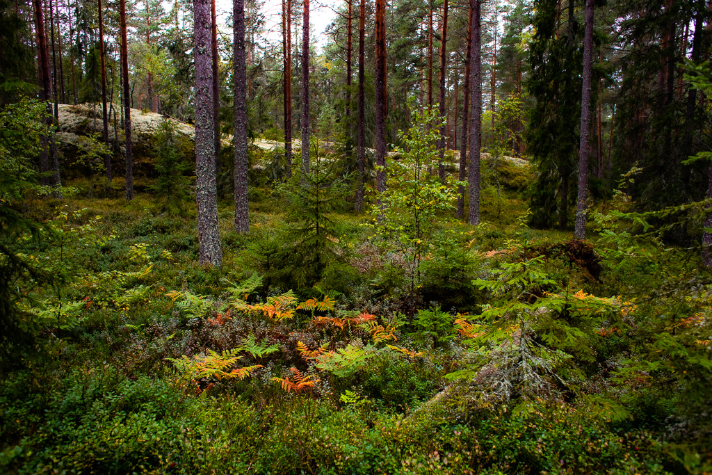 Ormbunkar i skogen i höstfärger