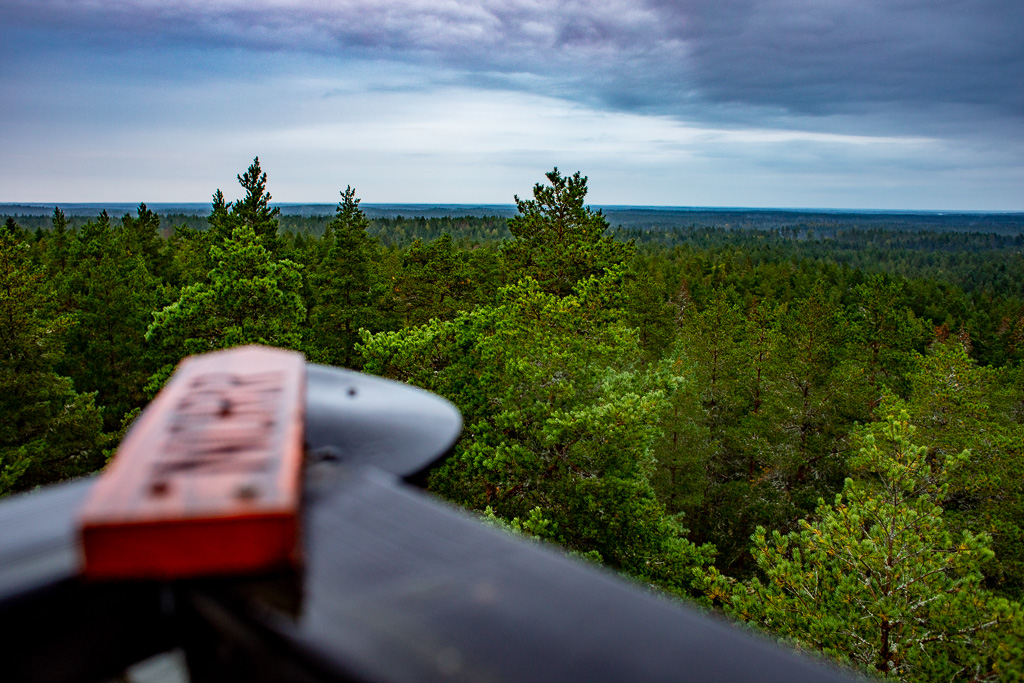 Utsikt över skogen i norr