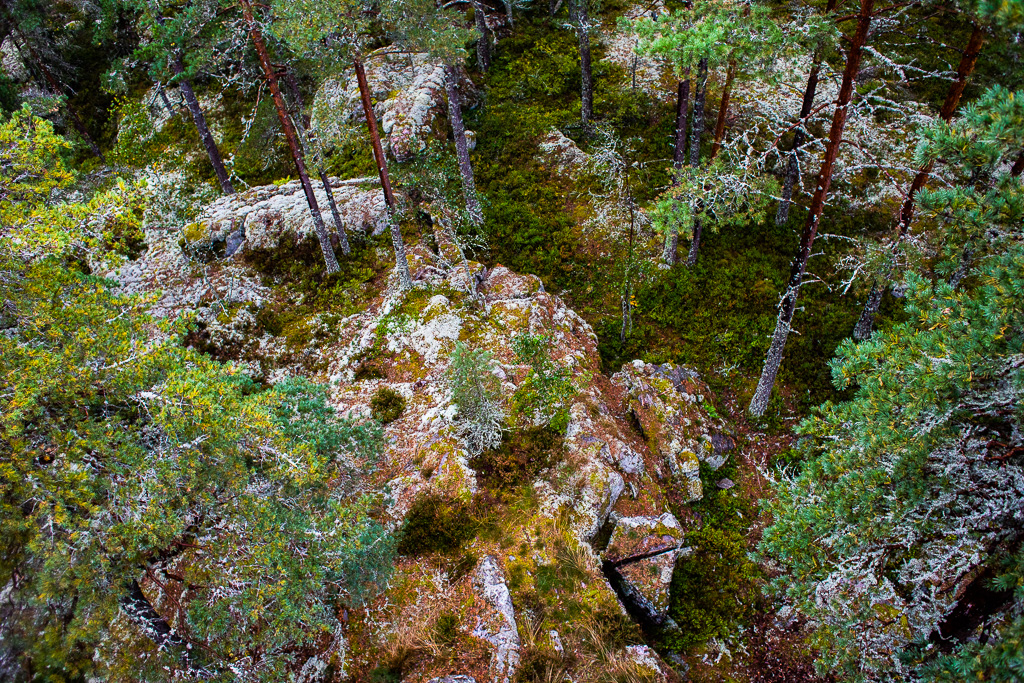 Utsikt över skogen neråt från utsiktstornet vid Vikitteln