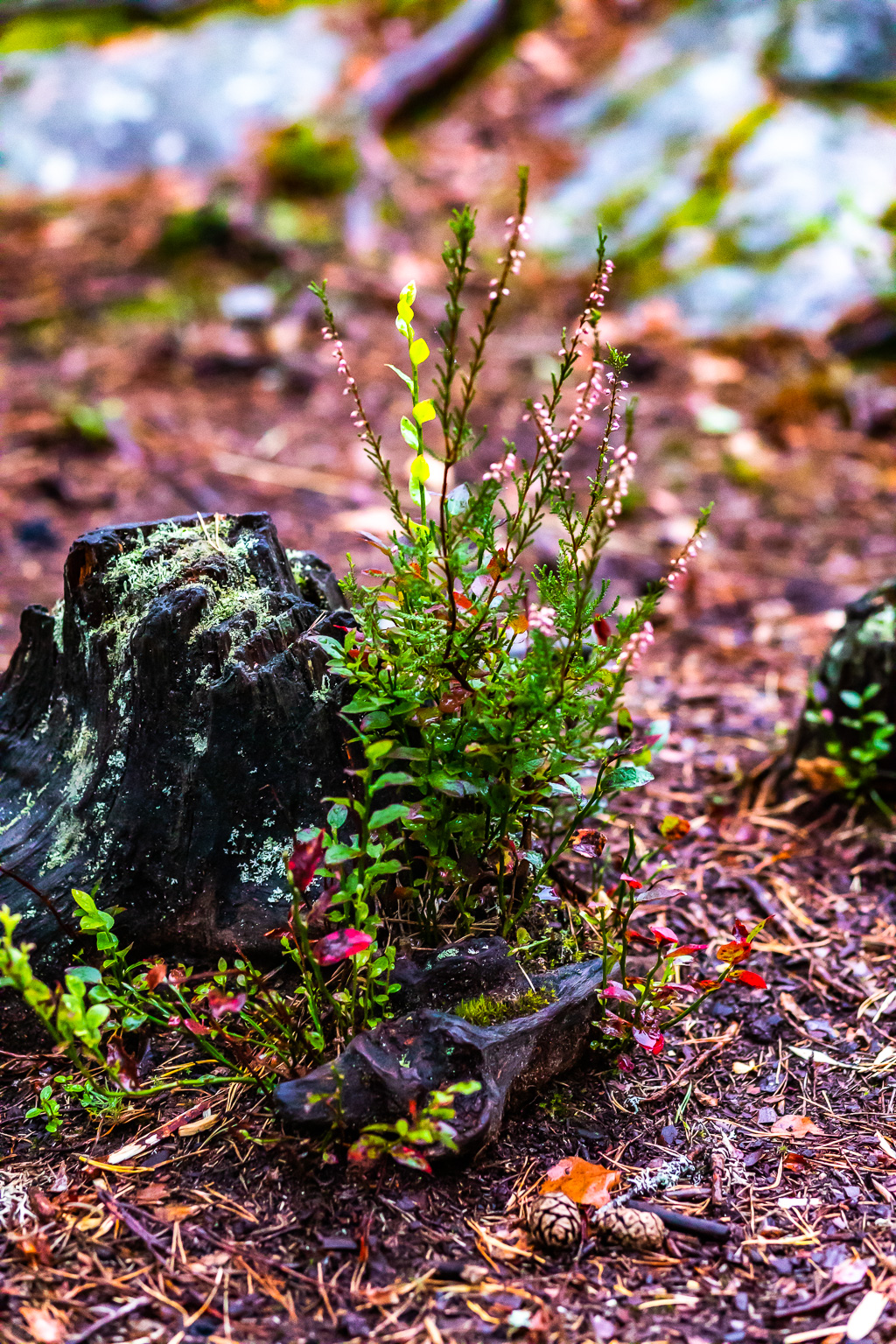 Ljung blommar vid liten stubbe