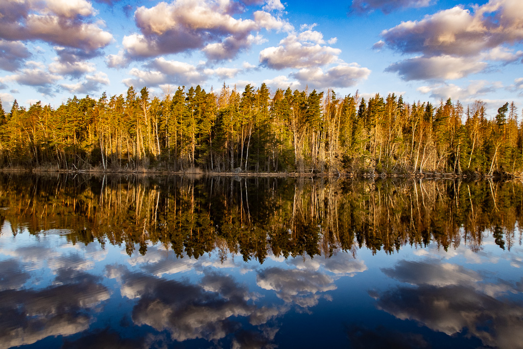 Skog speglar sig i Transjön