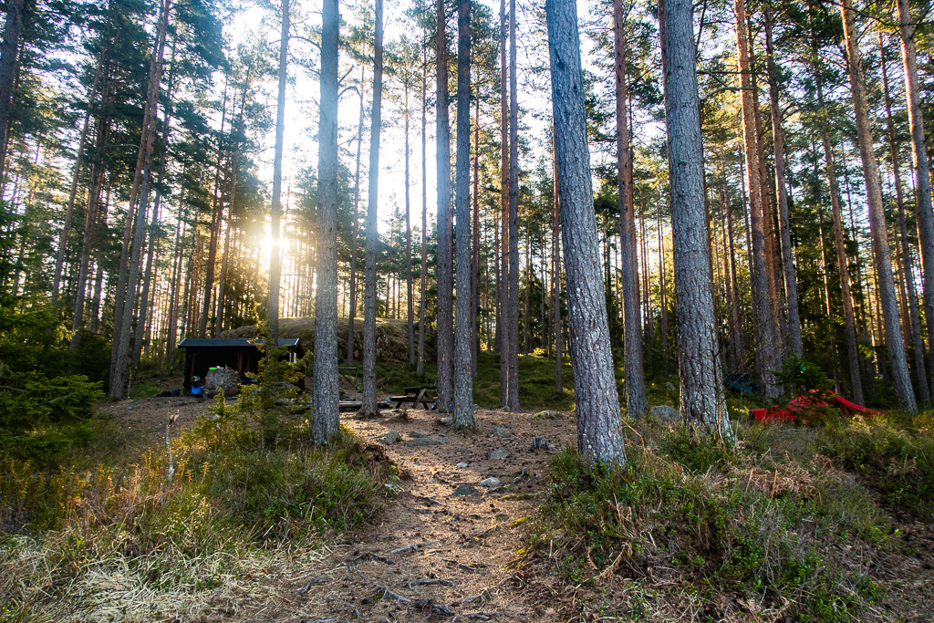 Sol skiner mellan träden vid Vikittelns rastplats