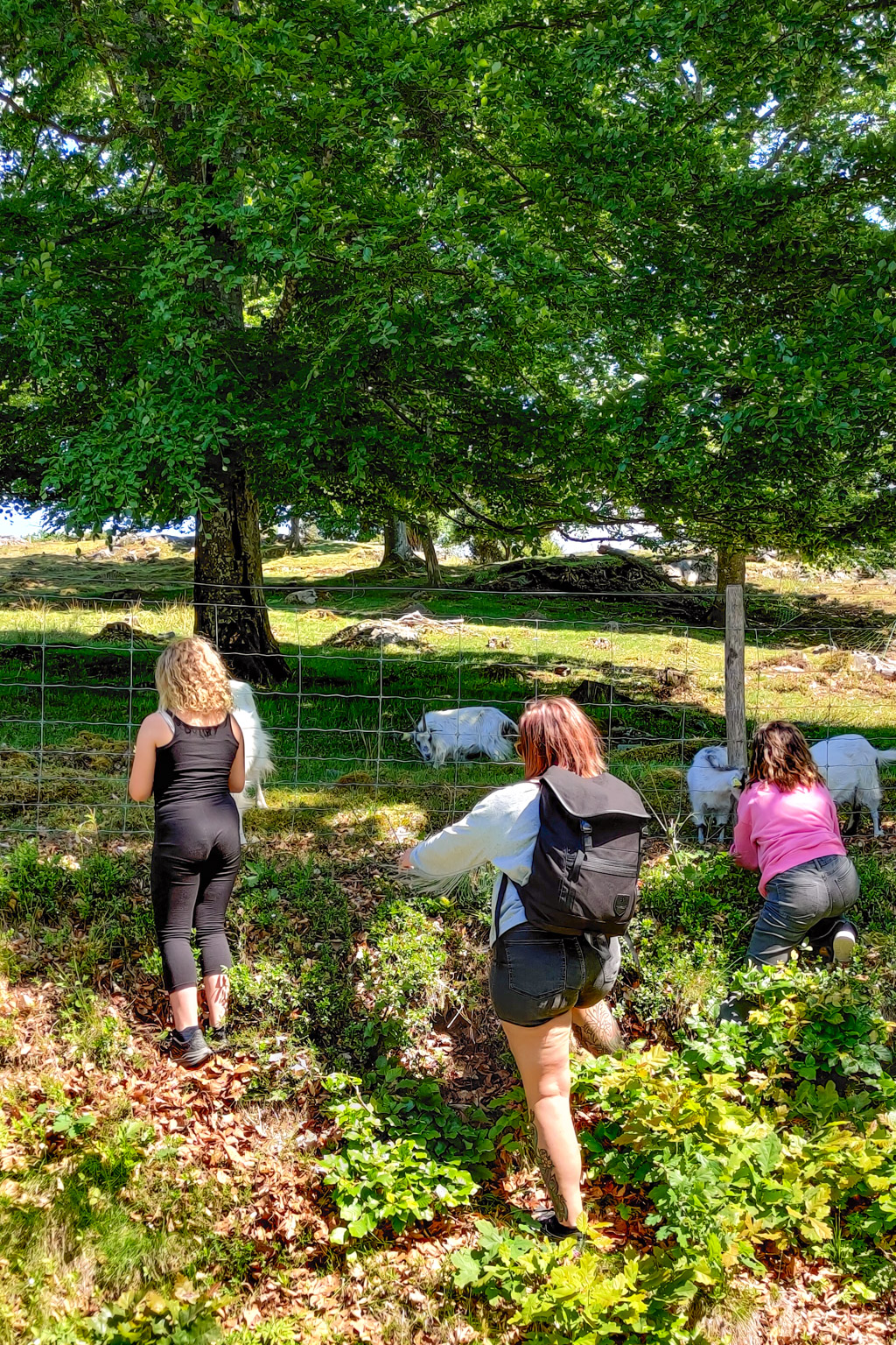 Familj matar getter med eklöv på Äskhults gård.