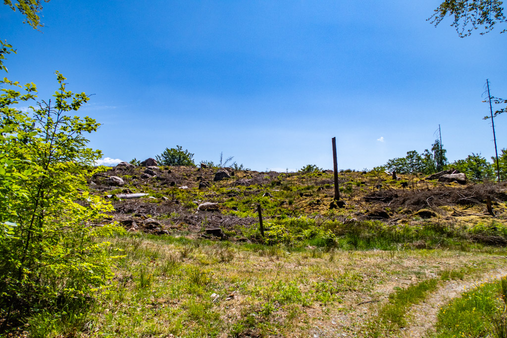 Kalhuggen skog i Åkulla