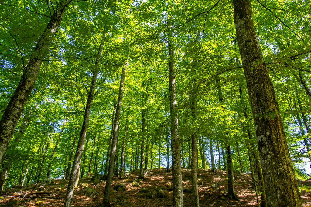 Grönskande bokskog