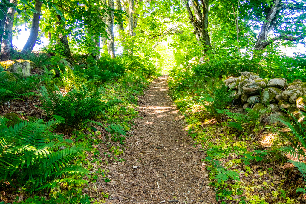 Vandring längs Fjärås bräcka i skog med stenmur till höger