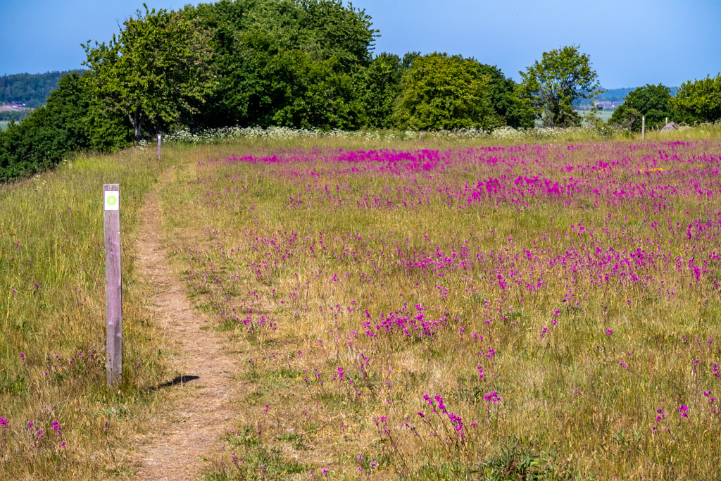 Äng med tjärblomster