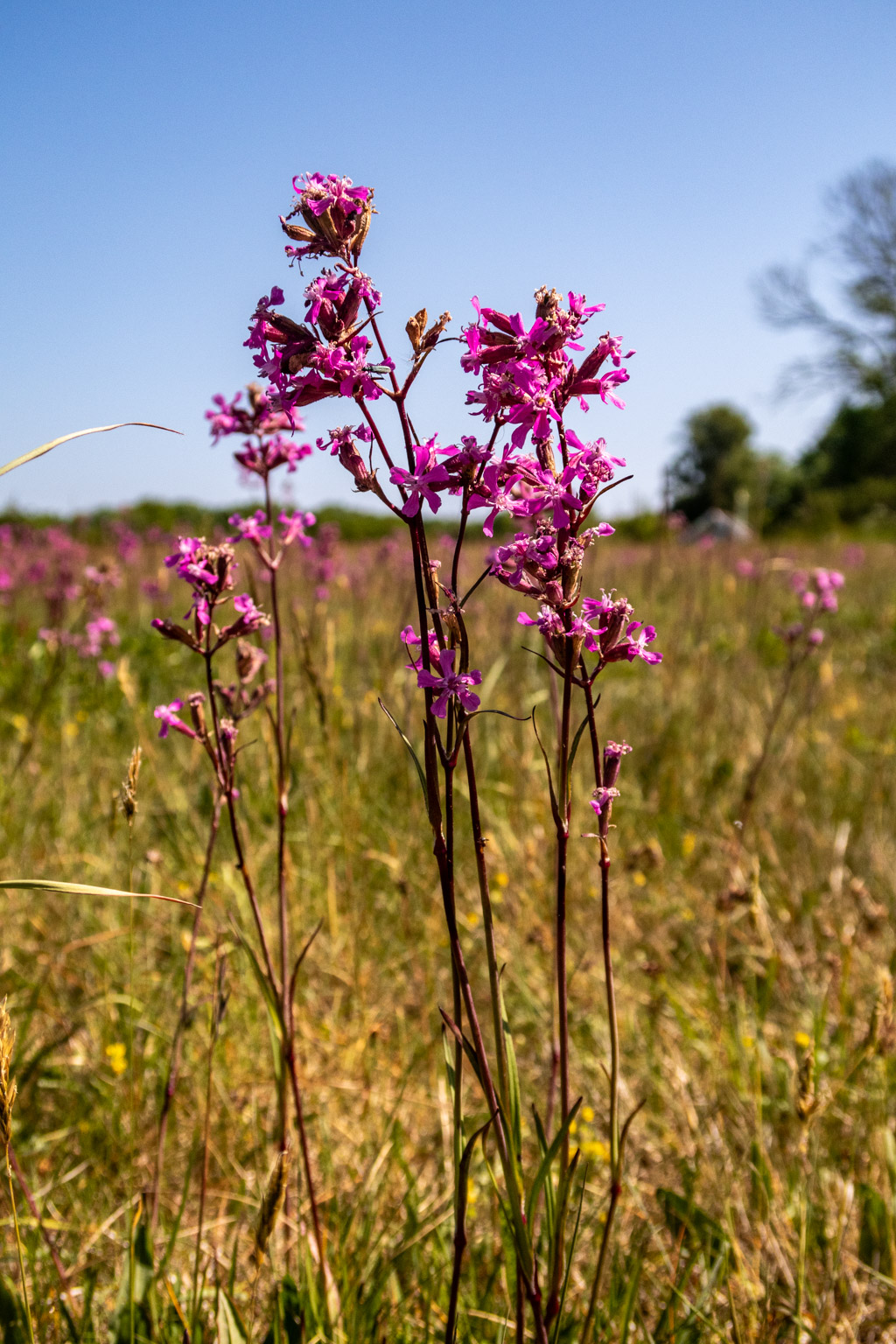 Tjärblomster