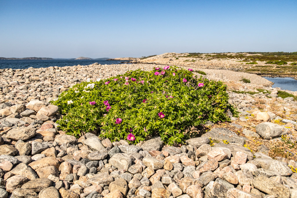 Vresros på stenstrand