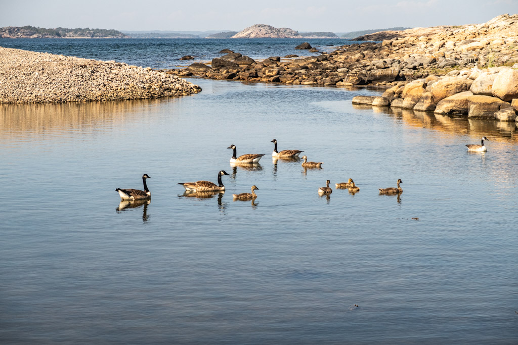 Kanadagäss simmar runt i lagun kallad Kroken