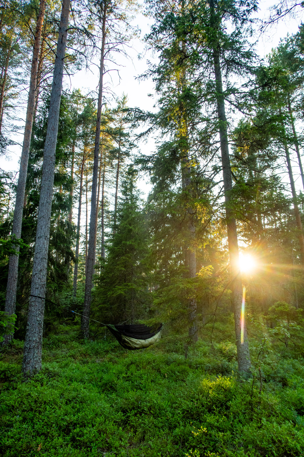 Hängmatta uppsatt mellan träd i skogen med sol som strålar mellan grenar