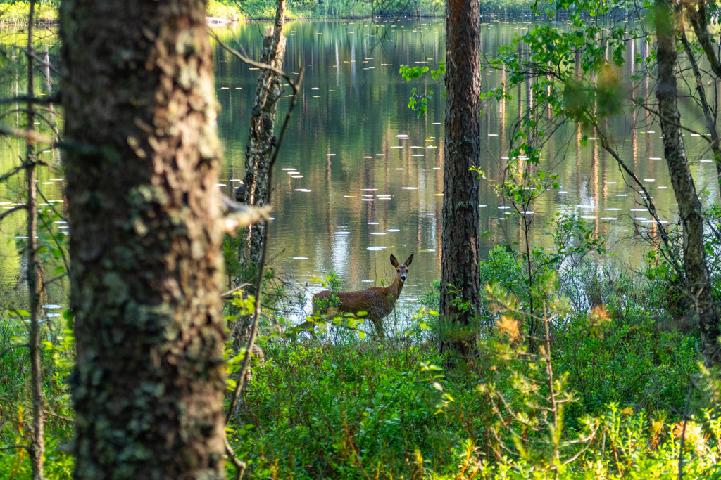 Rådjur står stilla och tittar, vid sjö